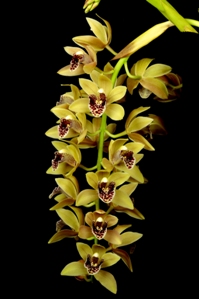 Cymbidium Janice Elaine Hoenig Charm HCC/AOS 78 pts. Inf